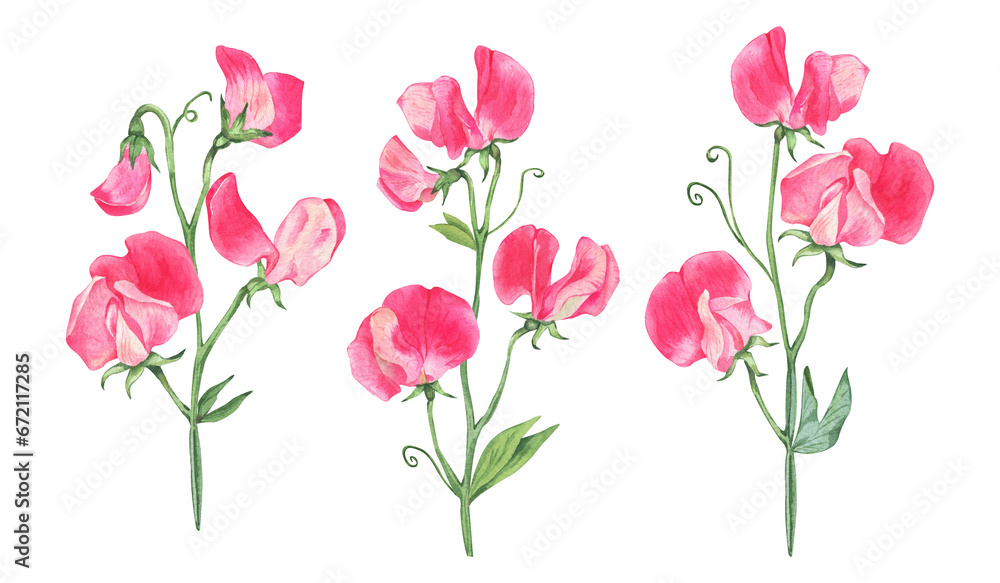 Big watercolor set of Sweet peas flowers. Sprigs of sweet peas. Mini bouquets. Hand drawn illustrations isolated on transparent.
