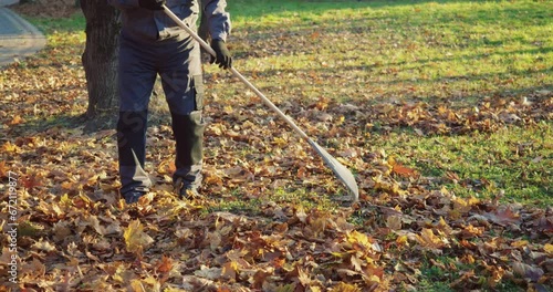 Close up of male janitor in uniform and gloves using gardening rake for removing dry leaves at city park. Competent gardener maintaining city area during fall season.