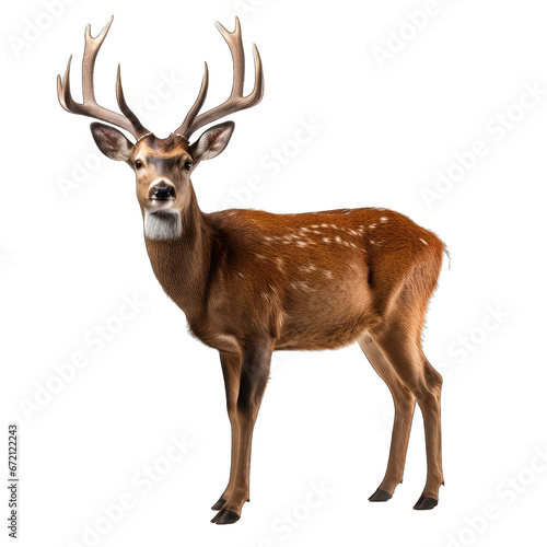 Deer isolated on transparent background generative ai © GHart
