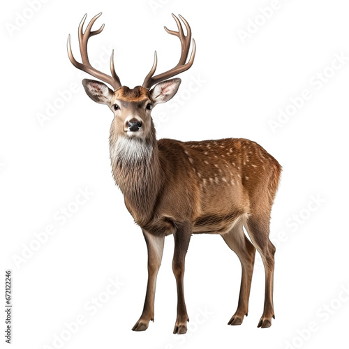 Deer isolated on transparent background generative ai © GHart