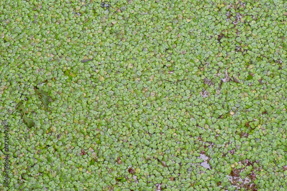 Lemna minor - la petite lentille d’eau - Araceae Lemna minor - la petite lentille d’eau - Araceae