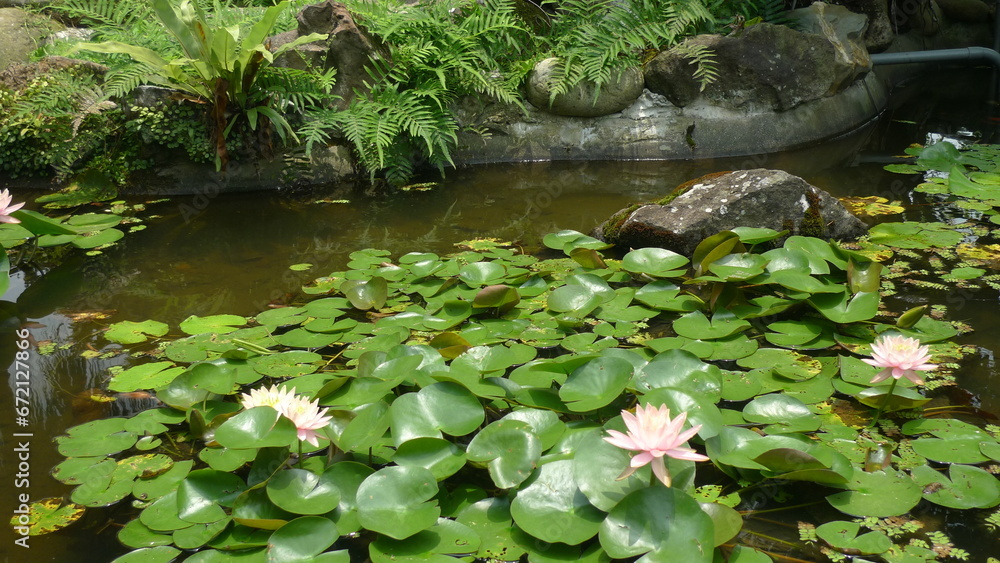 Tranquil Pond with Blooming Lotus Flowers (Taoyuan, Taiwan) Tranquil Pond with Blooming Lotus Flowers (Taoyuan, Taiwan)