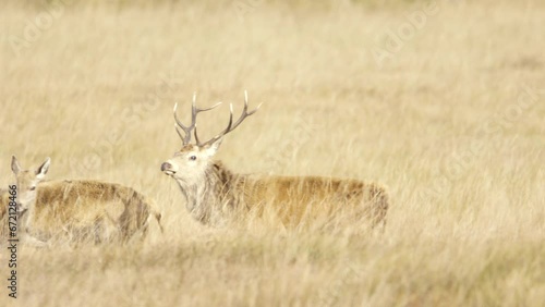 Red deer stag bellowing during the rut in Scotland
