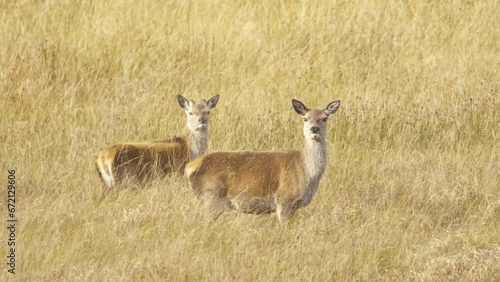 Two female red deer during the rut in Scotland