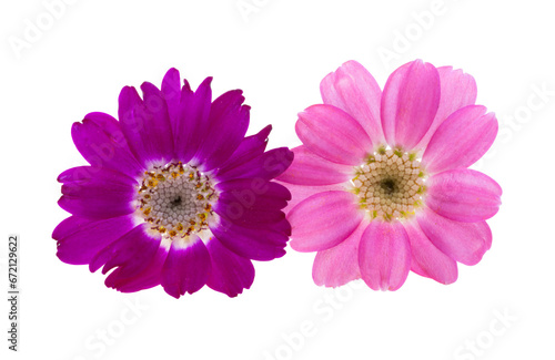 cineraria flowers isolated