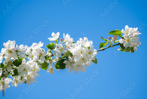 apple tree flowers on a tree in spring
