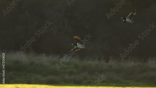 Barnacle geese migration on Islay, Scotland