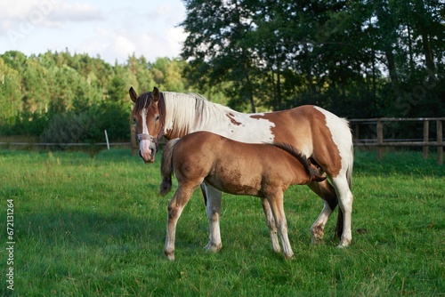 Portrait of baby horse foal suckling milk from her mare. a mare with her newborn foal standing in a pasture