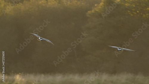 Barnacle geese migration on Islay, Scotland