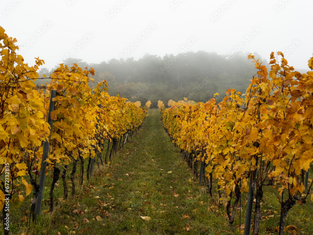 autumn vineyards in the mist