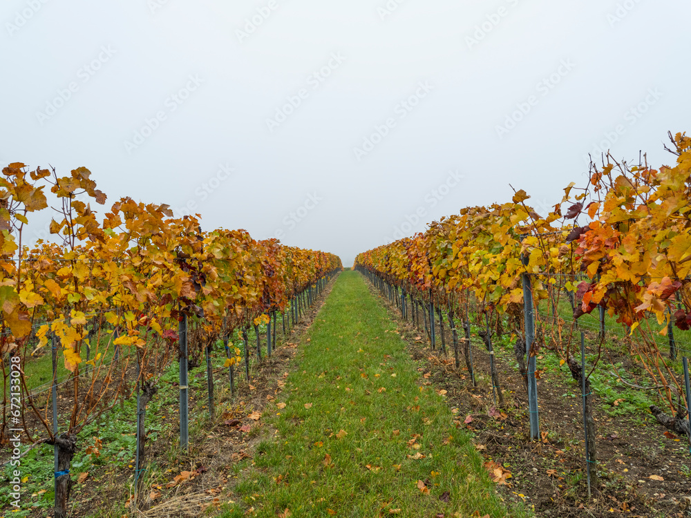 Naklejka premium autumn vineyards in the mist