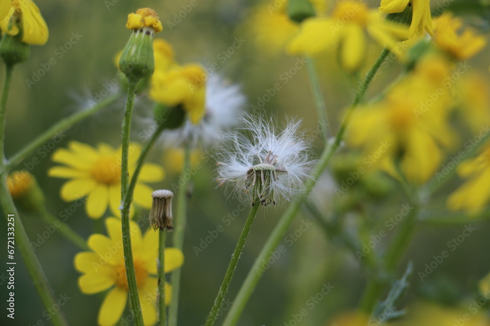 Obraz premium yellow dandelions in a field