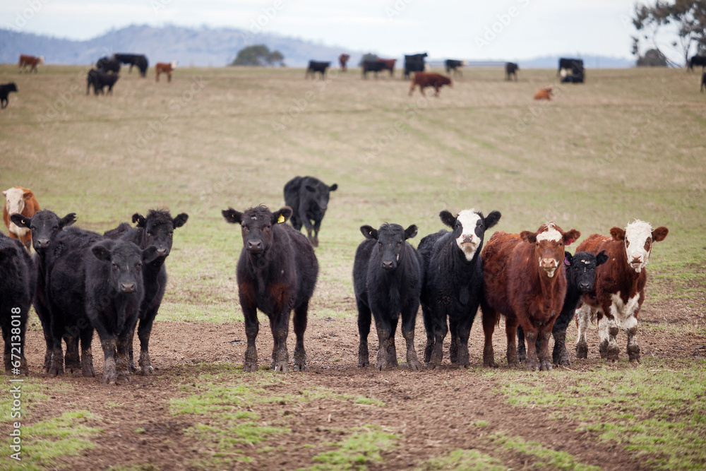 Beef cattle in a farm paddock Tasmania - obrazy, fototapety, plakaty 