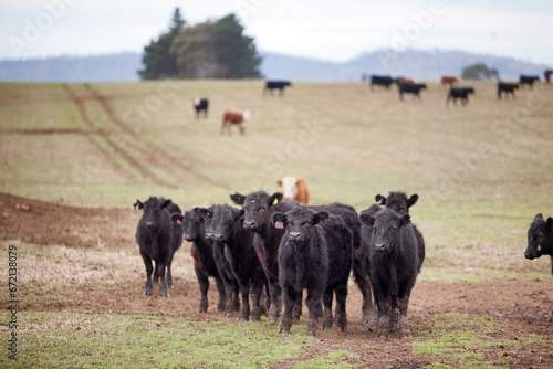 Beef cattle in a farm paddock Tasmania photo