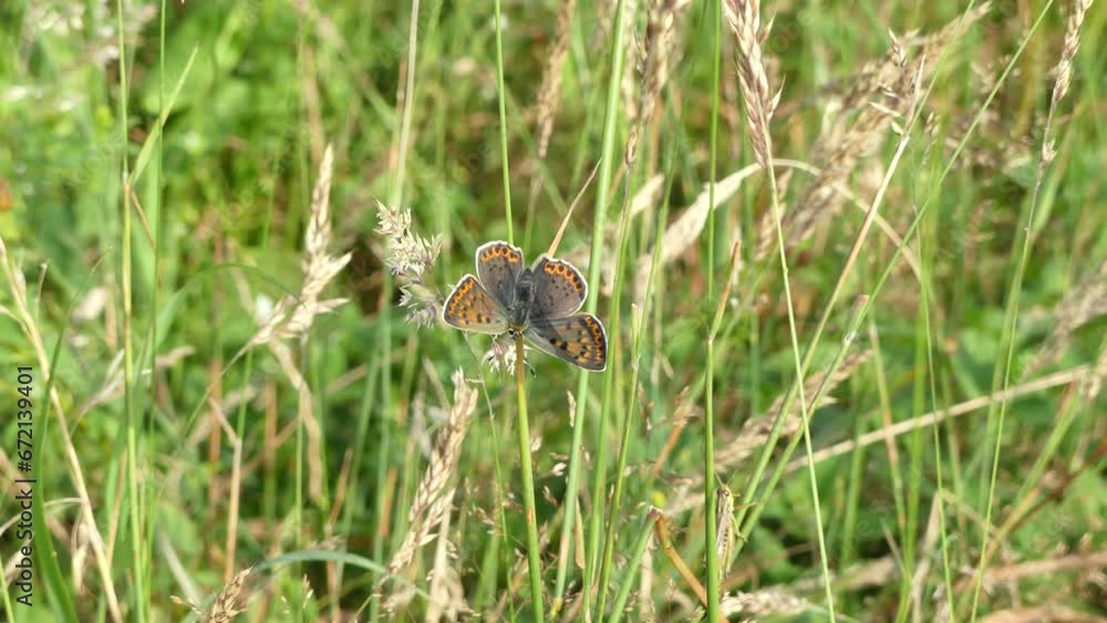 Butterfly Lycaena tityrus, Sooty copper on grass in meadow moving in wind on summer - real time with zoom out. Topics: beauty of nature, fauna, flora, natural environment, season