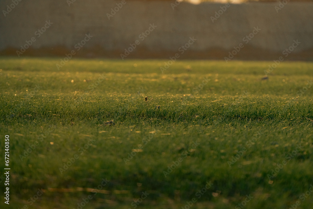 grass and a lot of spider webs on the top of the grass grass and a lot of spider webs on the top of the grass