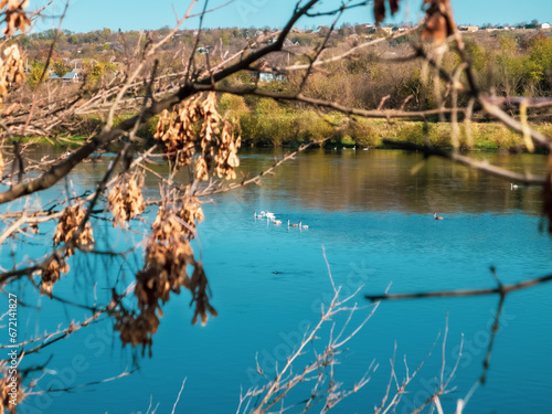 Moldova Soroca. View of the Dniester River and white swans swimming in the wild