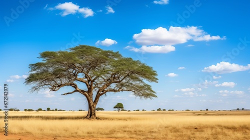 Excellent shot of a tree within the savanna fields with the blue sky © Shabnam