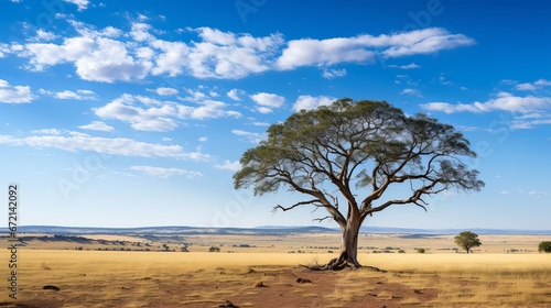 Excellent shot of a tree within the savanna fields with the blue sky