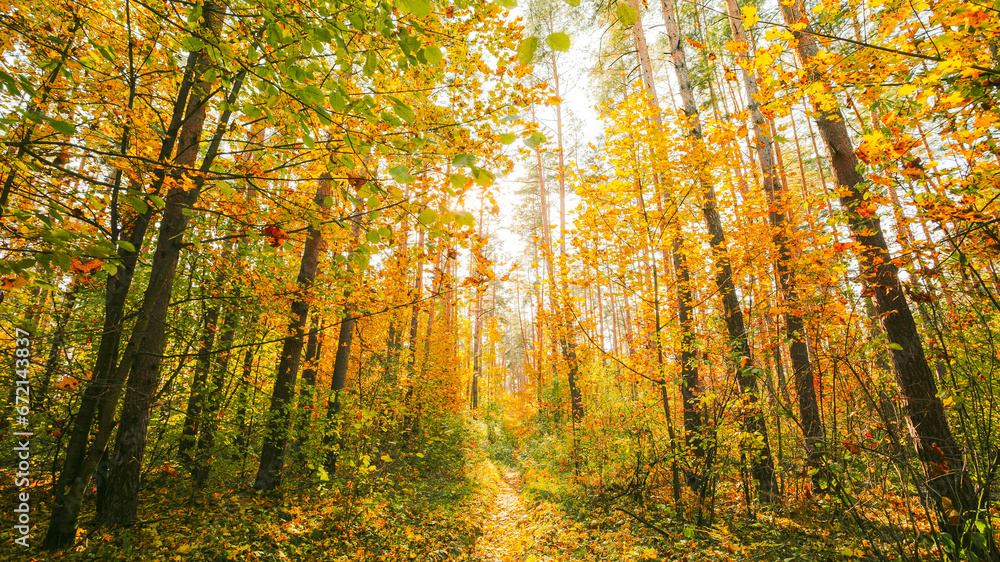 Obraz premium Change Season From Green Summer To Yellow Colors of Autumn Forest Landscape. Sunset Beautiful Sun Sunshine In Autumn Woods. Sunlight Shine Through Foliage In Trees Woods. Fall sunset Evening.
