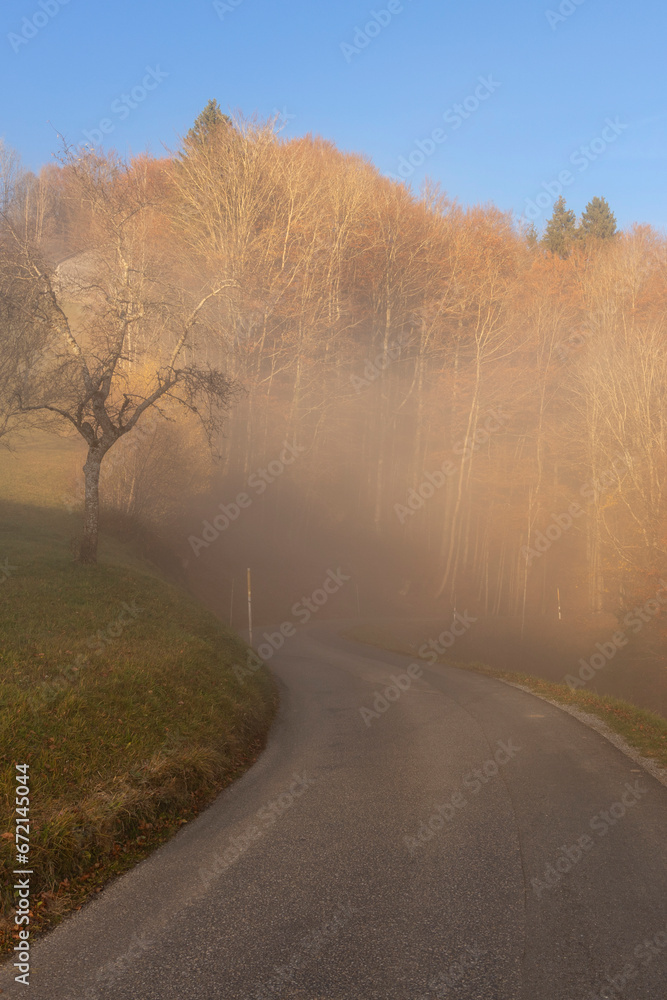 Road in the autumn forest with fog in the morning. Landscape.