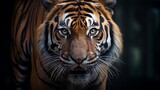 Head of tiger sumatera closeup with dull blue divider