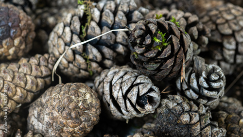 close-up of pine cones. autumn. selective focus