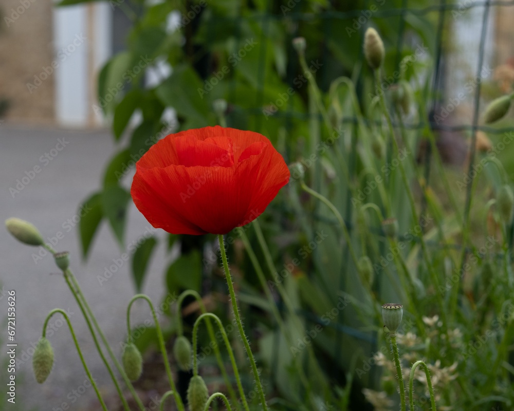 Obraz premium single red poppy on green background. complementary colors