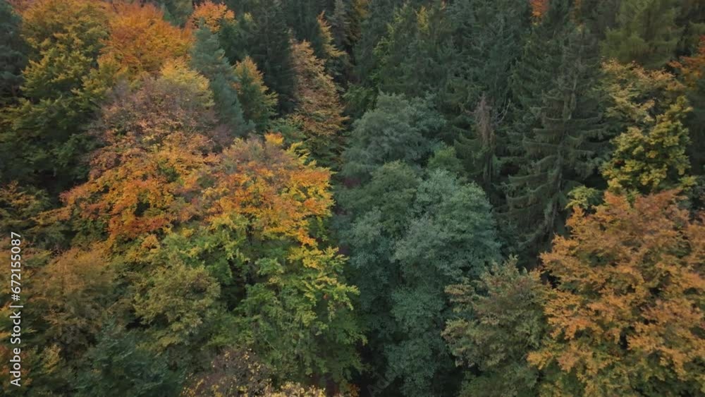 Orange, yellow and green colours of Autumn in the leaves of tall trees Orange, yellow and green colours of Autumn in the leaves of tall trees