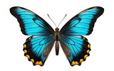 Fluttering Beauty Navigating the Delight of Butterfly on White or PNG Transparent Background.