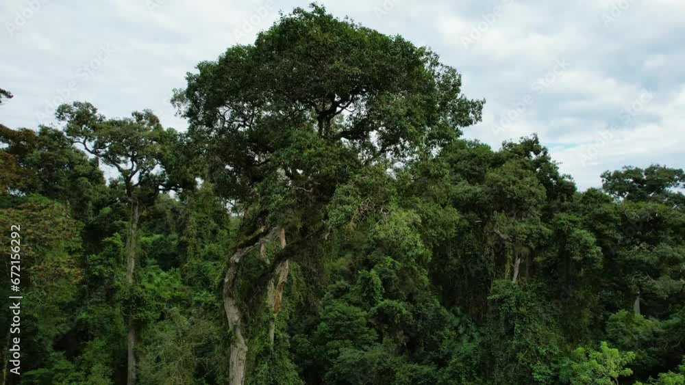 A rosewood tree, a species that is nearly extinct globally. A rosewood tree, a species that is nearly extinct globally.