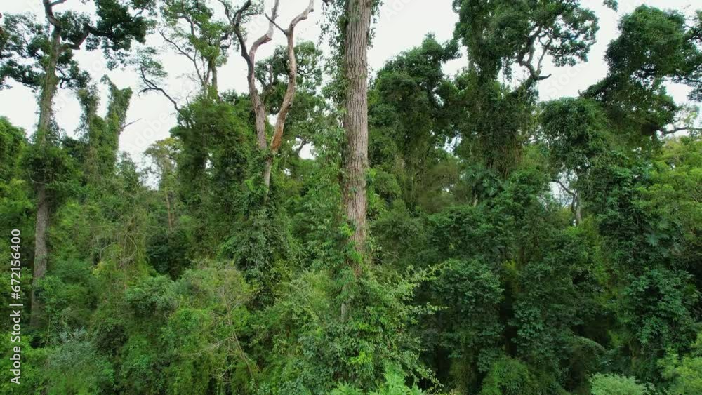 A breathtaking view from the ground up of a Rosewood tree, which faces the threat of extinction. A breathtaking view from the ground up of a Rosewood tree, which faces the threat of extinction.