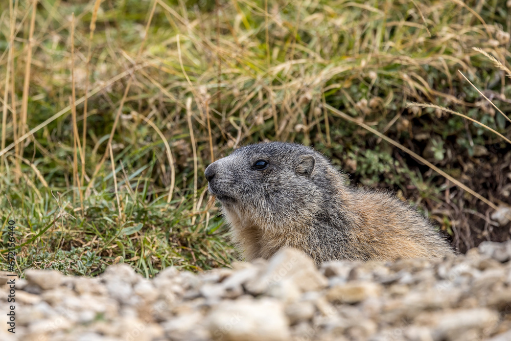 Naklejka premium Marmot in front of his burrow entrance