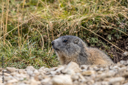 Marmot in front of his burrow entrance