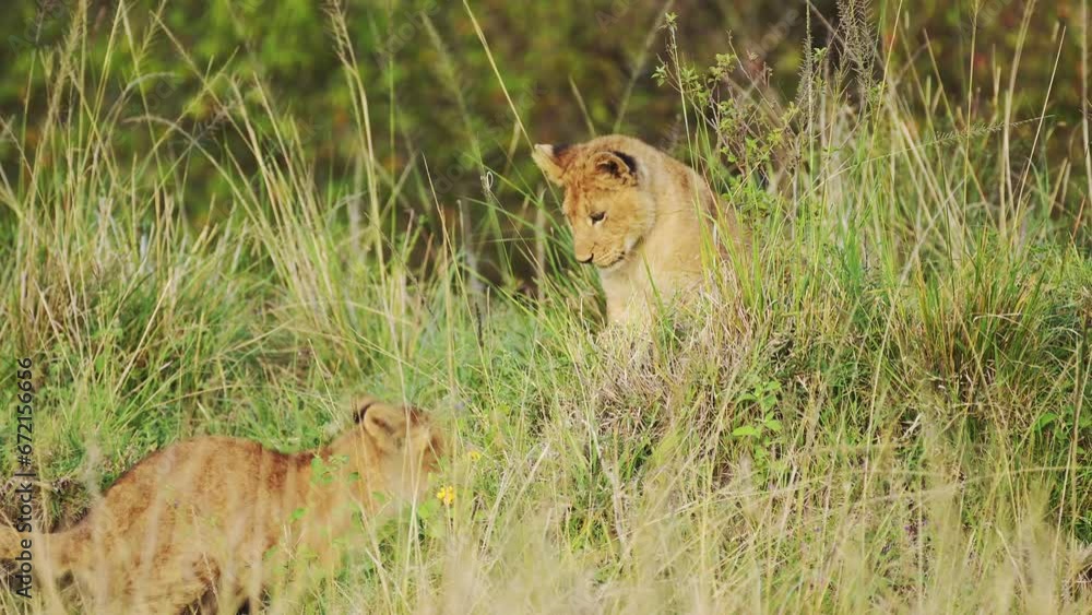 Young lion cubs and mother resting in cover of lush greenery in thick vegetation, African Wildlife in Maasai Mara National Reserve, Kenya, Big five Africa Safari Animals Young lion cubs and mother resting in cover of lush greenery in thick vegetation, African Wildlife in Maasai Mara National Reserve, Kenya, Big five Africa Safari Animals
