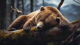 sleeping  brown  bear portrait