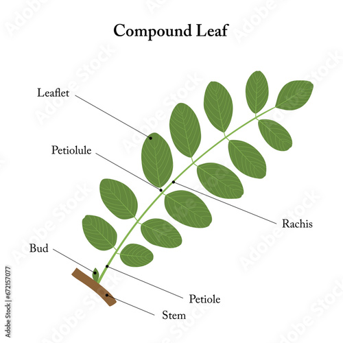 Compound leaf. Labeled diagram.