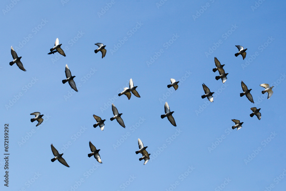 Pigeons fly in the sky. Clear sky background. No clouds. Birds flying wide spread wings. Freedom symbolic background. Empty copy space wildlife.
