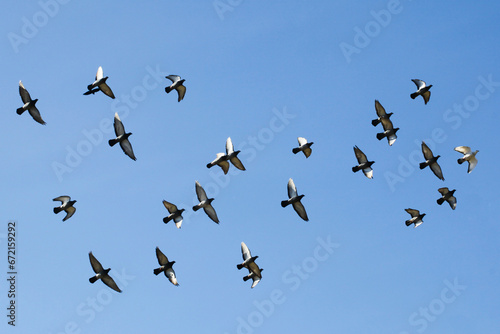 Pigeons fly in the sky. Clear sky background. No clouds. Birds flying wide spread wings. Freedom symbolic background. Empty copy space wildlife.