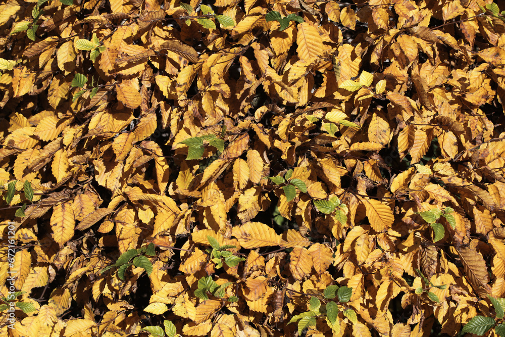 Autumn yellow leaves on tree. Leaves texture. Fall season nature background. Tree dry leaves falling. Vibrant color autumn sunlight landscape. Autumn yellow leaves on tree. Leaves texture. Fall season nature background. Tree dry leaves falling. Vibrant color autumn sunlight landscape.