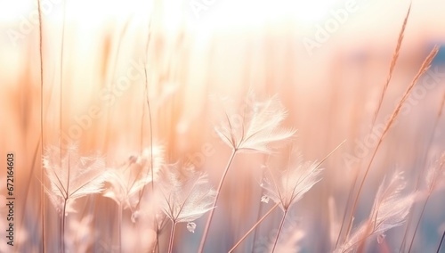  natural picture with wild grass in morning  summer