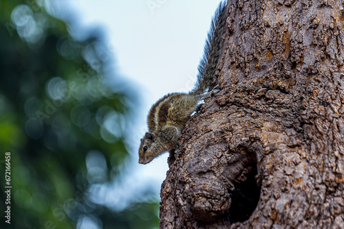 A small fluffy Indian palm squirrel climbs down a tree trunk upside down. Big fluffy tail. This animal is also known as Funambulus palmarum, three-striped palm squirrel. Looks like a chipmunk.