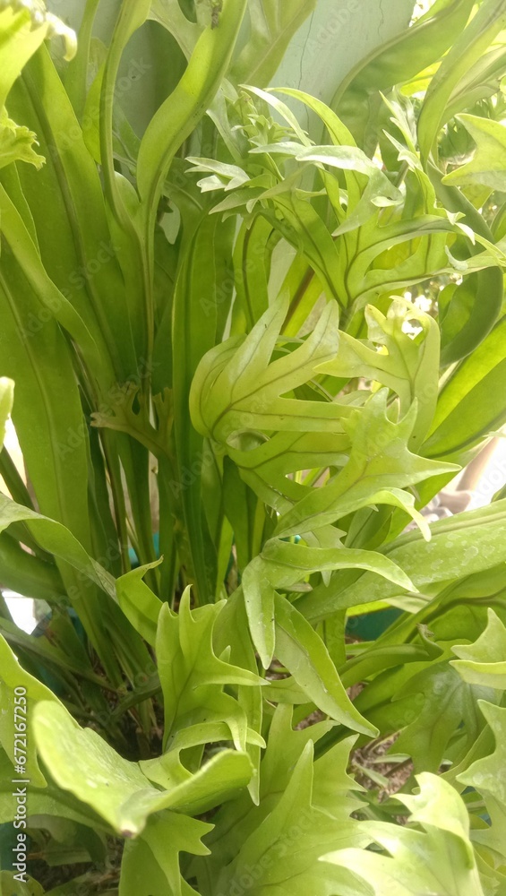 photos of very green and fertile ornamental plants for agricultural and plantation backgrounds photos of very green and fertile ornamental plants for agricultural and plantation backgrounds