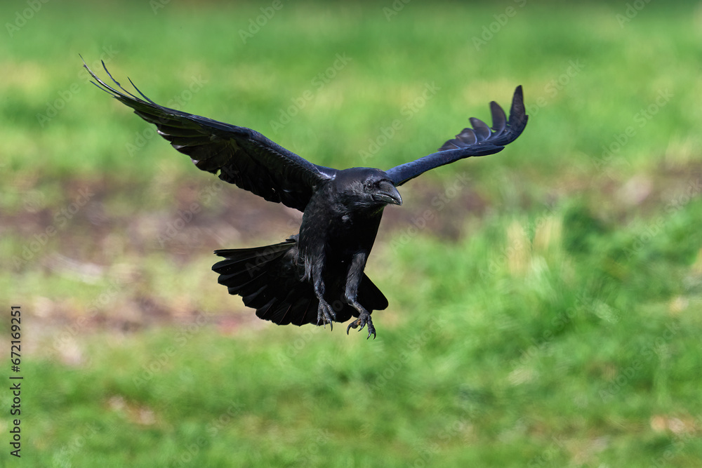 Obraz premium Common raven (Corvus corax)