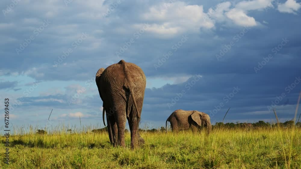 Back of big Elephant walking away from camera with stormy clouds above, African Wildlife in Maasai Mara National Reserve, Kenya, Africa Safari Animals in Masai Mara North Conservancy Back of big Elephant walking away from camera with stormy clouds above, African Wildlife in Maasai Mara National Reserve, Kenya, Africa Safari Animals in Masai Mara North Conservancy