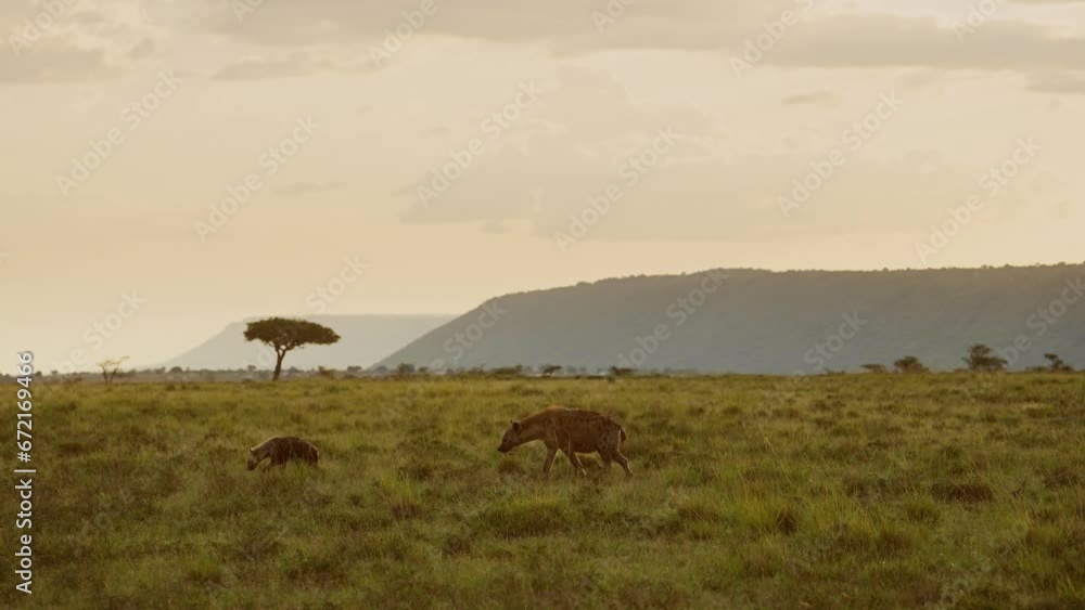 Hyena walking across Kenyan plains with acacia tree in background, beautiful composition of African Wildlife in Maasai Mara National Reserve, Kenya, Africa Safari Animals Hyena walking across Kenyan plains with acacia tree in background, beautiful composition of African Wildlife in Maasai Mara National Reserve, Kenya, Africa Safari Animals