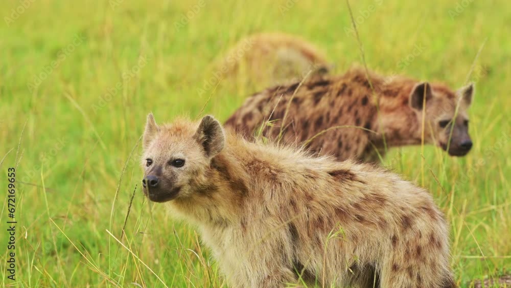 Slow Motion Shot of Hyenas waiting to get on a kill, order of food chain in the Maasai Mara National reserve, exciting African Wildlife, Kenya, Africa Safari landscape in Masai Mara North Conservancy Slow Motion Shot of Hyenas waiting to get on a kill, order of food chain in the Maasai Mara National reserve, exciting African Wildlife, Kenya, Africa Safari landscape in Masai Mara North Conservancy