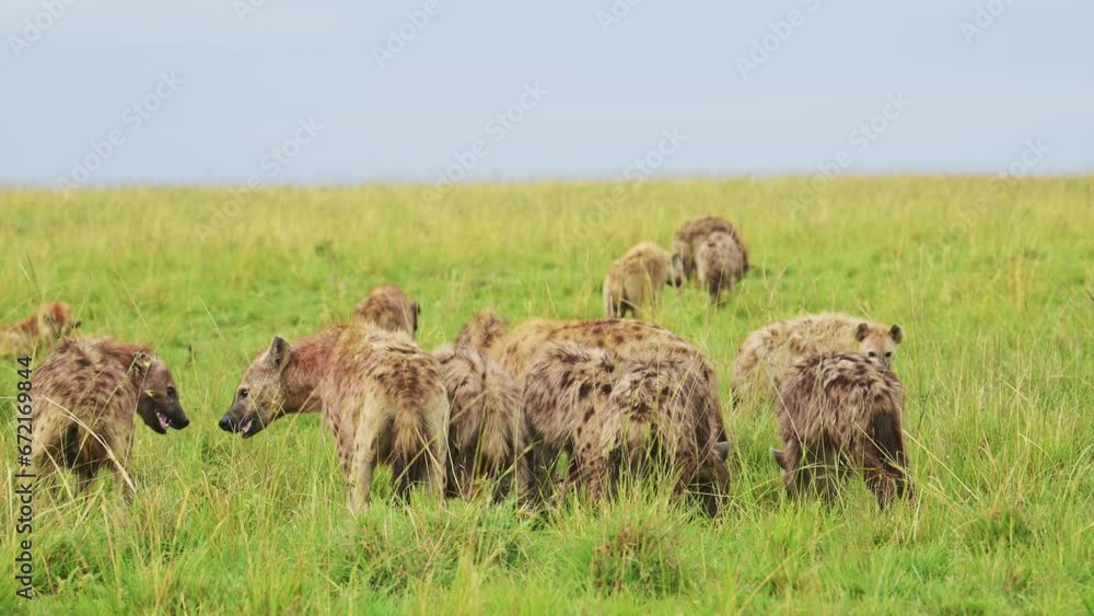Slow Motion Shot of Cackle of Hyenas feeding on a scavenged kill, eating remains of animal in the Maasai Mara National Reserve, Kenya, Africa Safari Masai Mara North Conservancy Slow Motion Shot of Cackle of Hyenas feeding on a scavenged kill, eating remains of animal in the Maasai Mara National Reserve, Kenya, Africa Safari Masai Mara North Conservancy