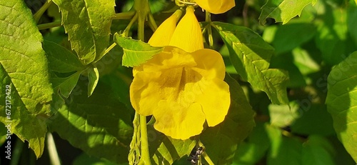 Yellow Tecoma Stans flower on Green Leaves Background photo