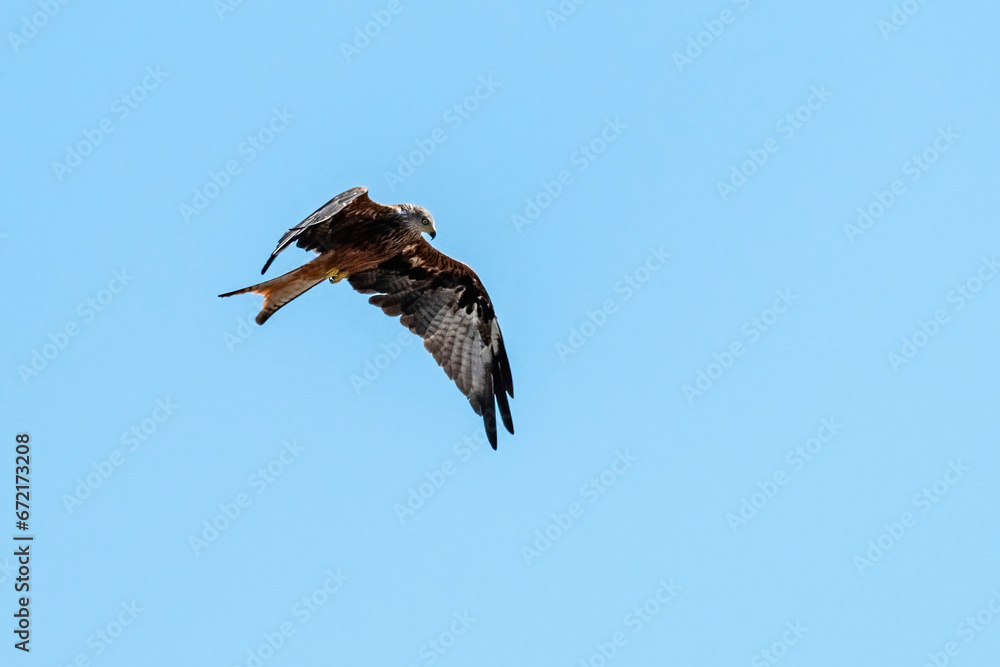 Portrait of a red kite (milvus milvus) with spread wings flying in the blue sky Portrait of a red kite (milvus milvus) with spread wings flying in the blue sky